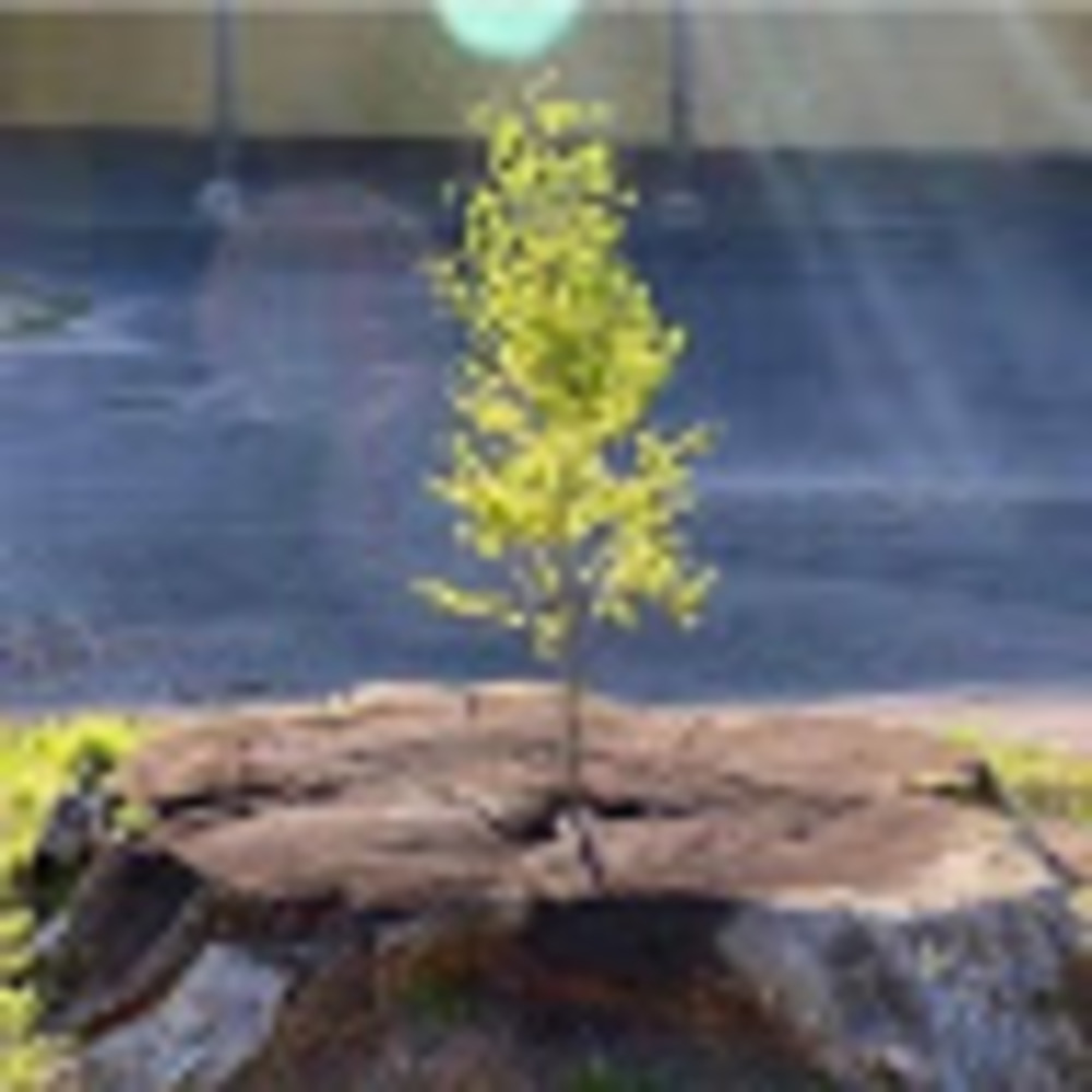 Meet your Posher, Cp